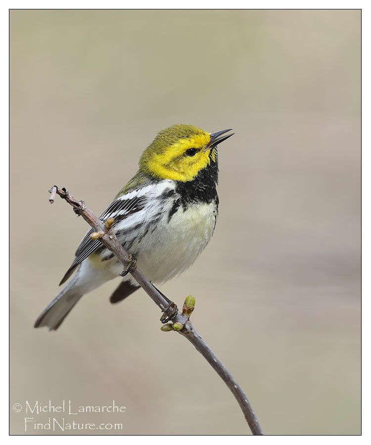 Black-throated Green Warbler