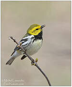 Black-throated Green Warbler