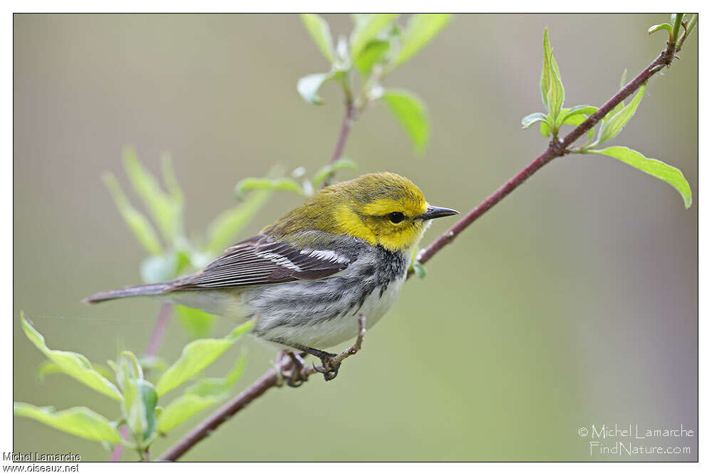 Black-throated Green Warbler female adult, identification