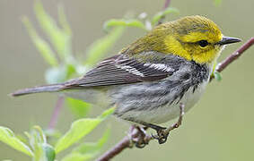 Black-throated Green Warbler