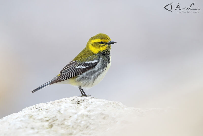 Black-throated Green Warbler male adult