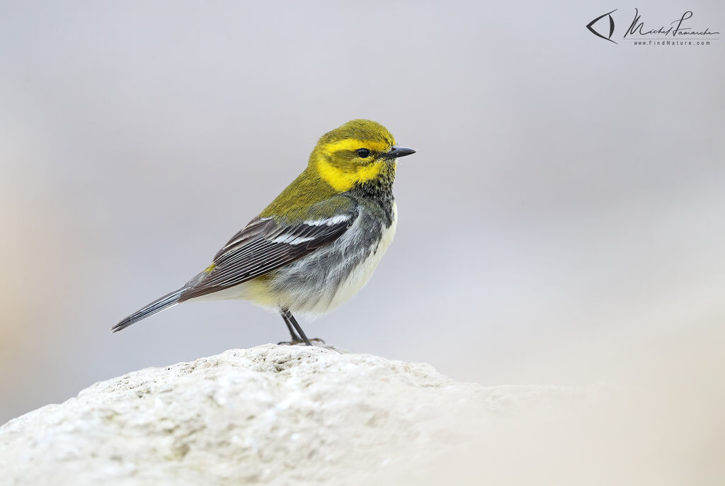 Black-throated Green Warbler male adult