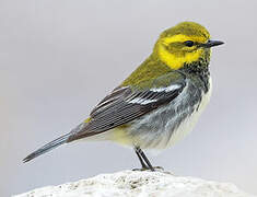 Black-throated Green Warbler