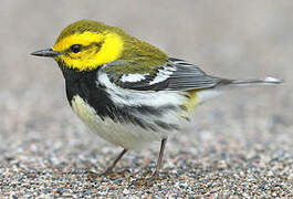 Black-throated Green Warbler