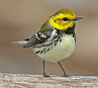 Black-throated Green Warbler