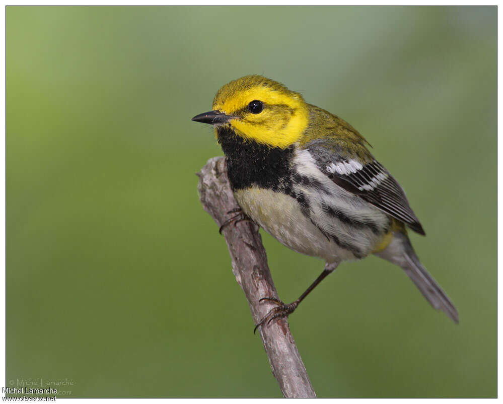 Black-throated Green Warbler male adult breeding, identification