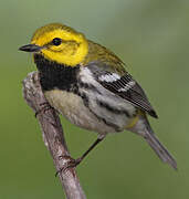 Black-throated Green Warbler