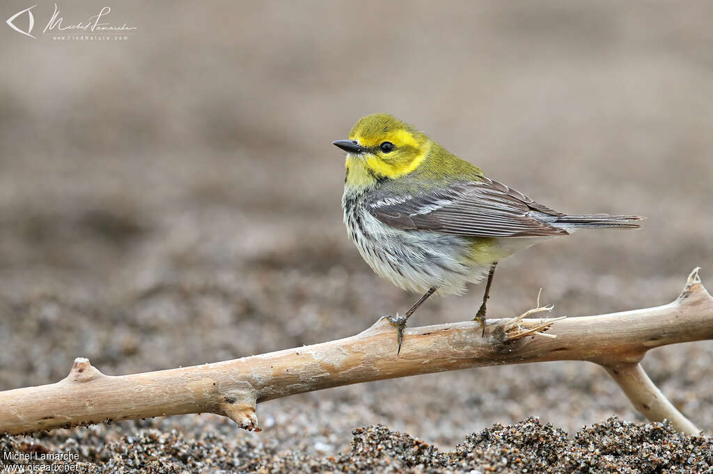 Black-throated Green Warbler female adult, identification