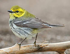 Black-throated Green Warbler