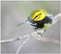 Black-throated Green Warbler