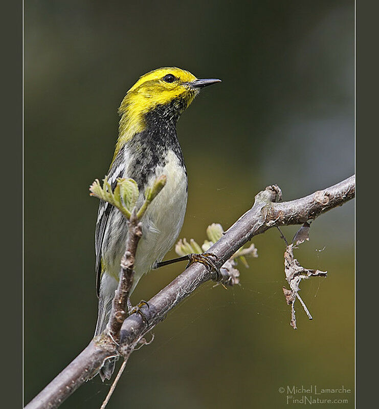 Black-throated Green Warbler male adult breeding