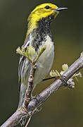 Black-throated Green Warbler