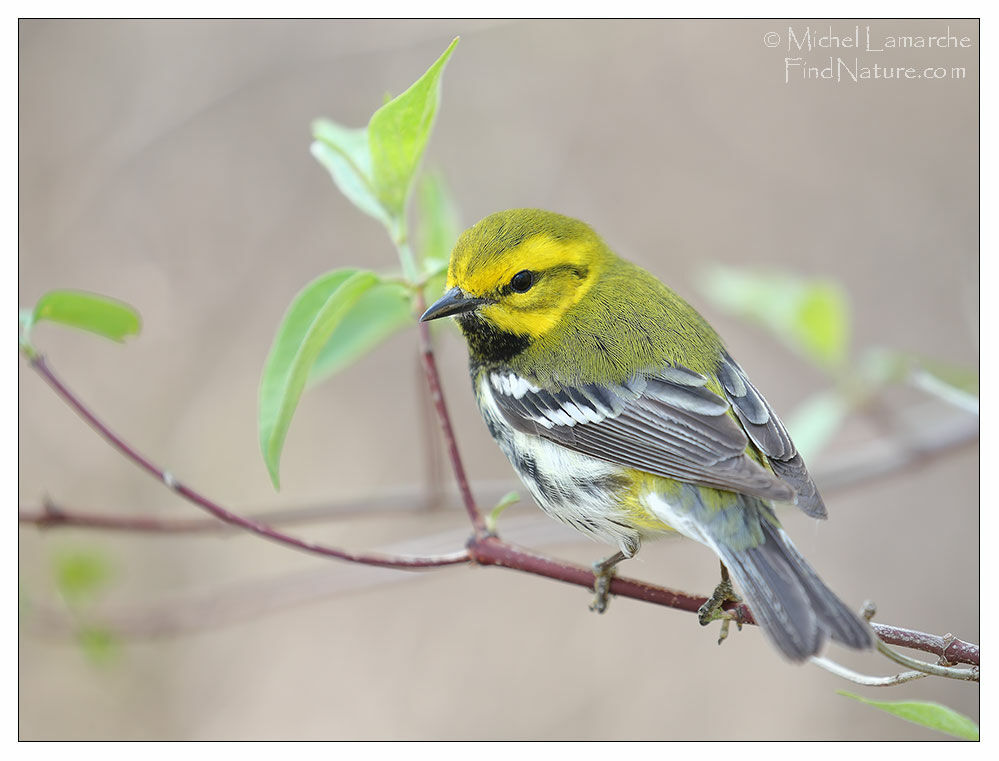 Black-throated Green Warbler