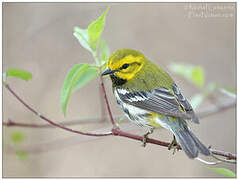 Black-throated Green Warbler