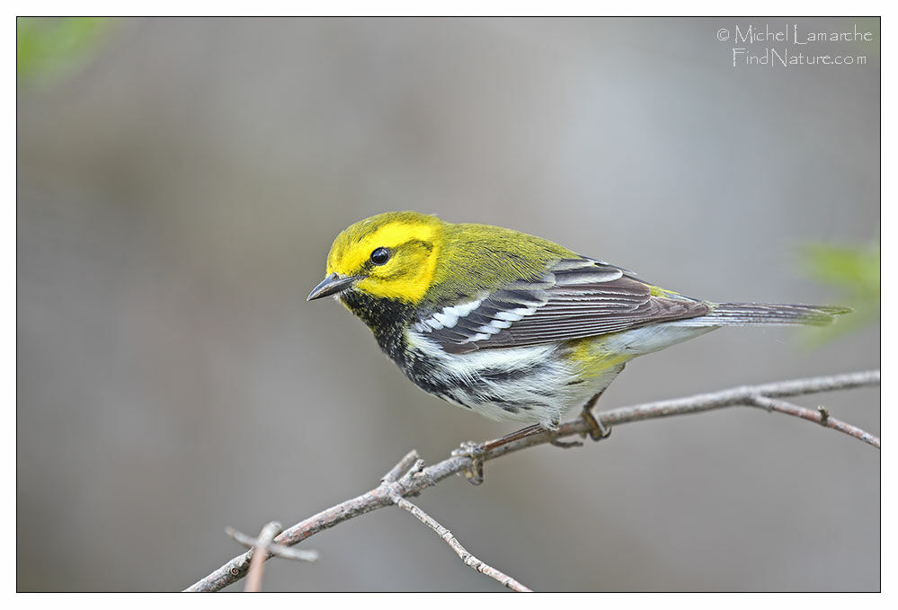 Black-throated Green Warbler