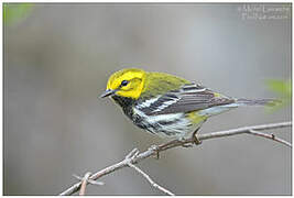 Black-throated Green Warbler