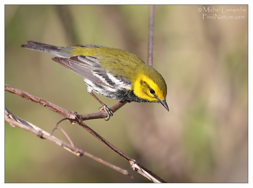 Black-throated Green Warbler