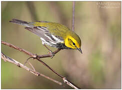 Black-throated Green Warbler