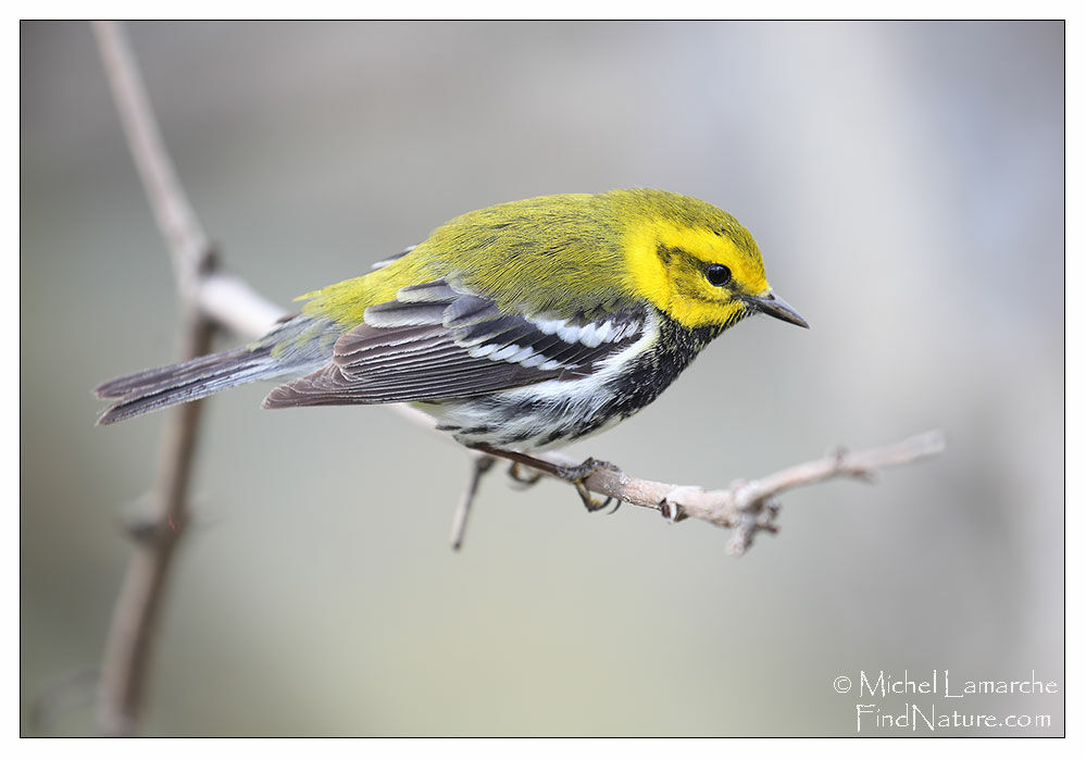 Black-throated Green Warbler