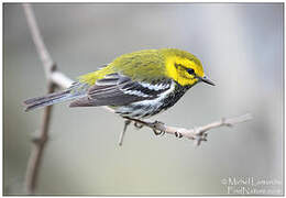 Black-throated Green Warbler