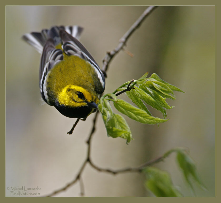 Paruline à gorge noire mâle adulte nuptial