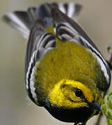 Black-throated Green Warbler