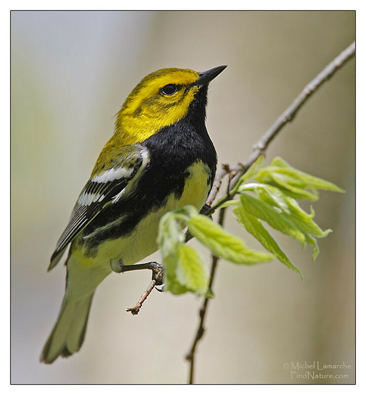 Black-throated Green Warbler male adult breeding