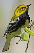 Black-throated Green Warbler