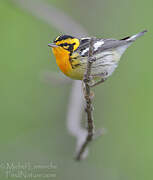 Blackburnian Warbler