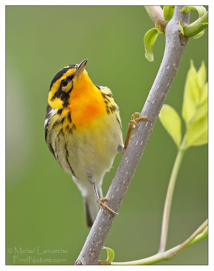 Blackburnian Warbler male adult breeding