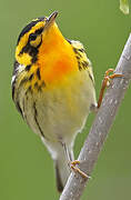 Blackburnian Warbler