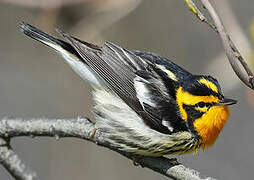 Blackburnian Warbler