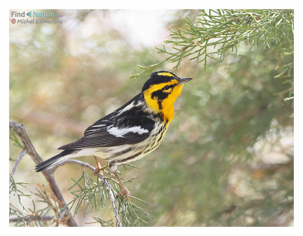 Blackburnian Warbler male adult breeding