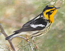 Blackburnian Warbler