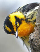 Blackburnian Warbler