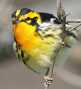 Blackburnian Warbler