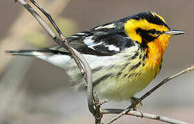 Blackburnian Warbler