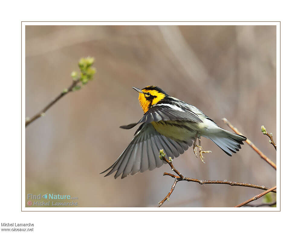 Blackburnian Warbler male adult breeding, Flight