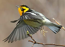 Blackburnian Warbler