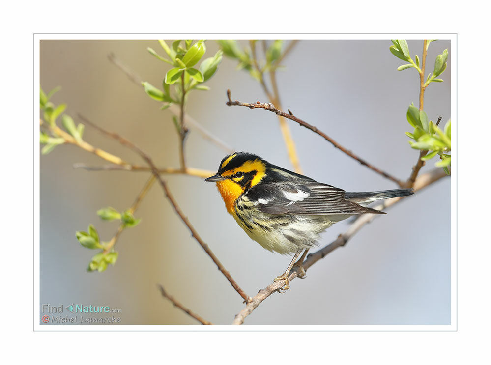 Blackburnian Warbler male adult breeding