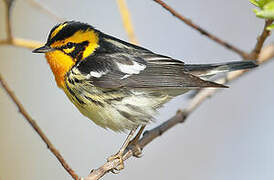 Blackburnian Warbler