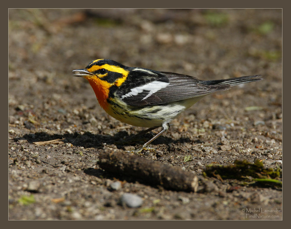 Blackburnian Warbler male adult breeding