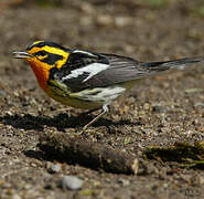 Blackburnian Warbler