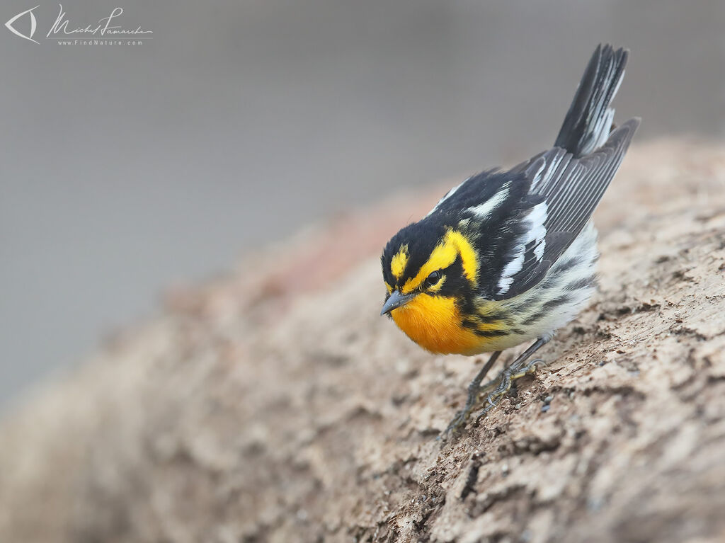 Blackburnian Warbler male adult breeding