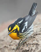 Blackburnian Warbler