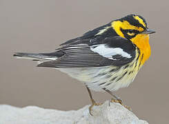 Blackburnian Warbler