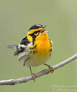 Blackburnian Warbler