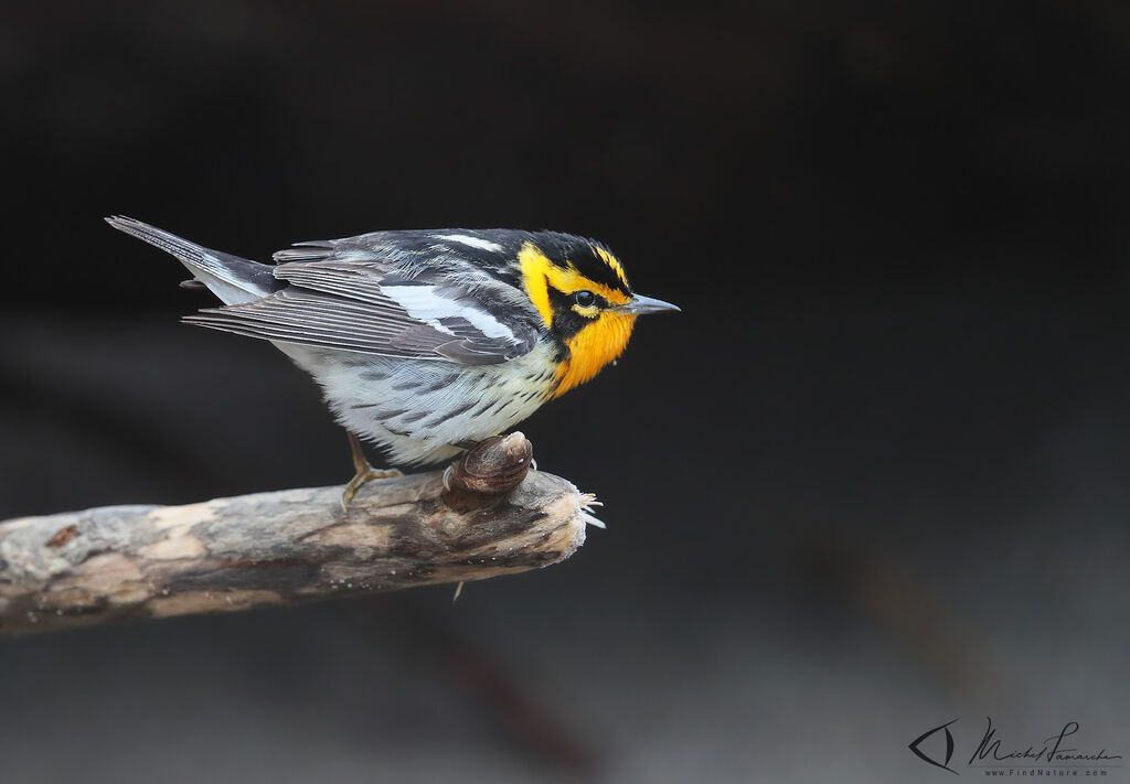 Blackburnian Warbler male adult breeding