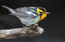 Blackburnian Warbler