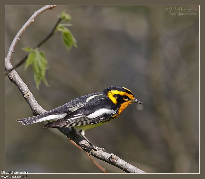 Blackburnian Warbler male adult breeding, identification